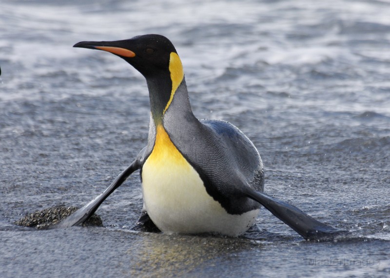 IMG_5132c.jpg - King Penguin (Aptenodytes patagonicus)